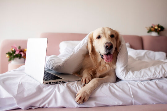 cute dog of the golden retriever breed lies in bed near laptop covered with warm and soft blanket