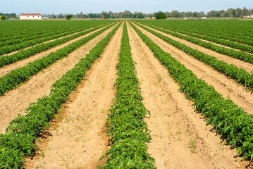 Fototapeta na wymiar Hileras de plantas de tomate en un campo de cultivo.
