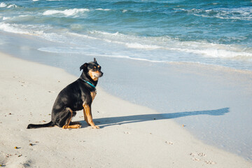 un chien sur une plage. Un chien en vacances à la mer. Des vacances de chien. Un chien regardant la mer. Chien amusant à l'océan. Un chien regarde des surfeurs. chien assis sur la plage regarde la mer