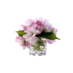 Bouquet of sakura flowers isolated on white background
