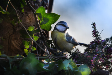 Les rendez vous de l'ombre