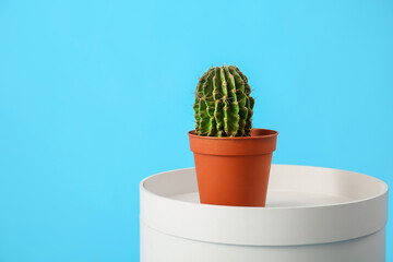 Stool with cactus in pot on blue background