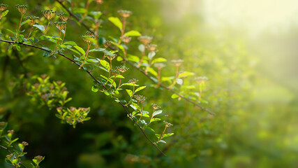 Fototapeta na wymiar Foliage to light. Gow of the green foliage of the bush in the sunbeam. Natural background