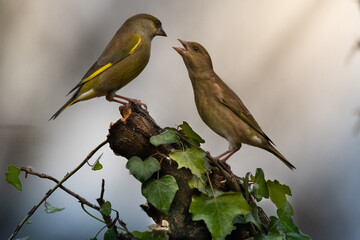 Monter dans les tours