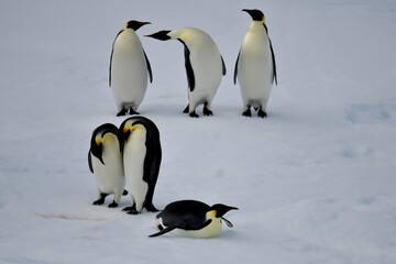 Fototapeta na wymiar Pinguinos