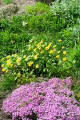 Flowers in a flowerbed. Blooming flowers in the botanical garden. Natural background