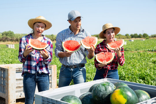 Farmers enjoy tasting watermelon after harvest in a farmer field