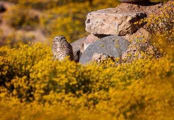 Burrowing Owls enjoying the super bloom in Scottsdale Arizona