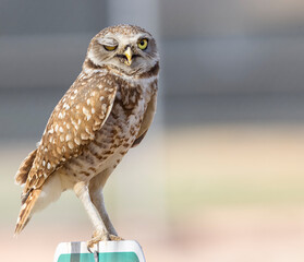 Burrowing Owls enjoying the super bloom in Scottsdale Arizona