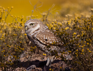 Burrowing Owls enjoying the super bloom in Scottsdale Arizona