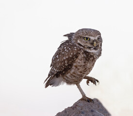 Burrowing Owls enjoying the super bloom in Scottsdale Arizona