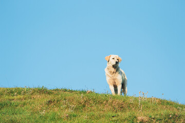 Fototapeta premium A white dog standing on mountain name as ganga choti kashmir looking at left side with blue sky background,