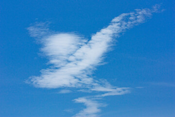 bird cloud