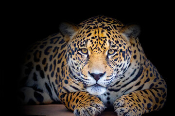 Wild Jaguar (Panthera onca) in portrait and selective focus with depth blur, know as "onça pintada"