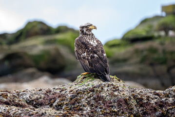 Juvenile Bald Eagle on Rock