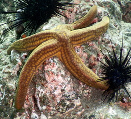 Costa Rica Sea life