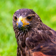 Harris's hawk in portrait