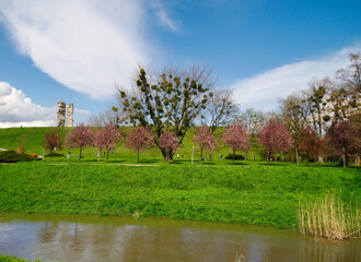 Fototapeta na wymiar landscape with trees 