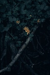 tree in the night © Grzegorz