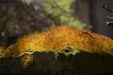 Yellow moss on a concrete old fence in the sun