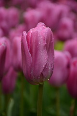 Tulip field with pink tulips in spring