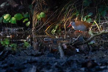 Obraz premium La petite mare