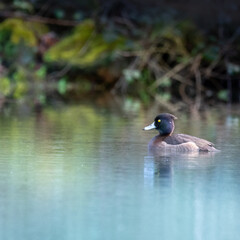 Obraz premium les rives moussues