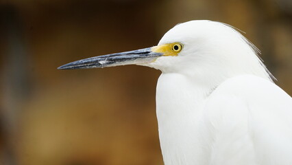 White Egret