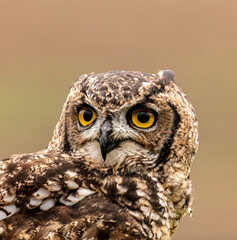 spotted eagle owl.