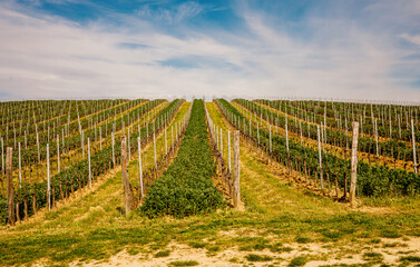 Fototapeta na wymiar Young vineyard on a hill under blue sky.