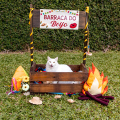 White cat in Brazilian June Party, Translation: Kissing tent