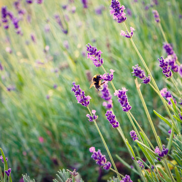 Bee collects nectar on purple lavender flowers.