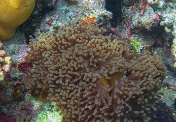 A closeup view of Anemone with Brown color. Beautiful Anemone underwater.