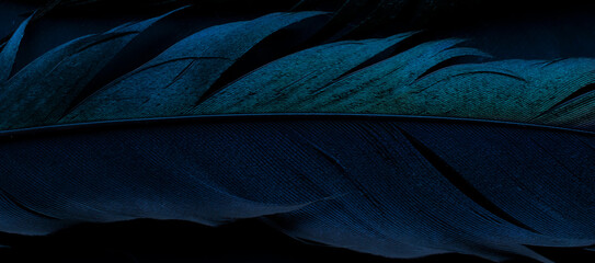 bird magpies feather, blue background