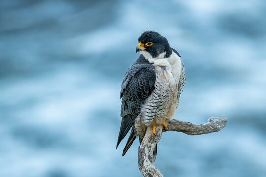 An up close image of a gorgeous male peregrine falcon perched on a leafless branch over the pacific ocean in San Pedro, Los Angeles, California