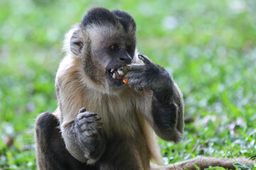 Closeup of tufted capuchin monkey (Sapajus apella), capuchin monkey into the wild in Brazil.