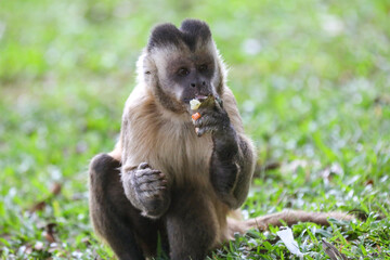 Closeup of tufted capuchin monkey (Sapajus apella), capuchin monkey into the wild in Brazil.