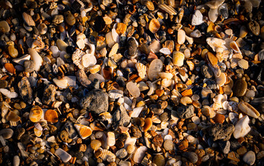 Shells on the Beach