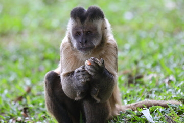 Closeup of tufted capuchin monkey (Sapajus apella), capuchin monkey into the wild in Brazil.