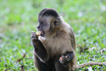 Closeup of tufted capuchin monkey (Sapajus apella), capuchin monkey into the wild in Brazil.