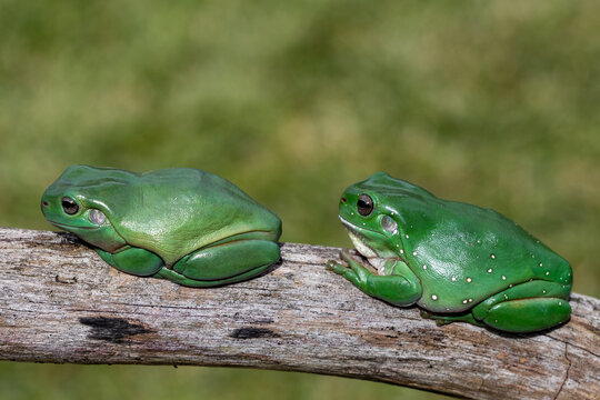 Australian Green Tree Frog pair