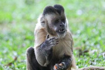 Closeup of tufted capuchin monkey (Sapajus apella), capuchin monkey into the wild in Brazil.