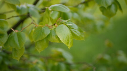 Fototapeta na wymiar Young linden leaves closeup shot in spring