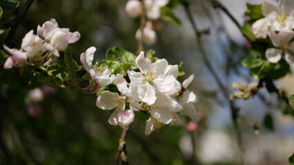 Fototapeta na wymiar Close-up shot of apple tree blossom in spring