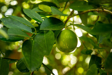 limão no galho do limoeiro