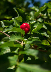 pé de acerola com fruto maduro