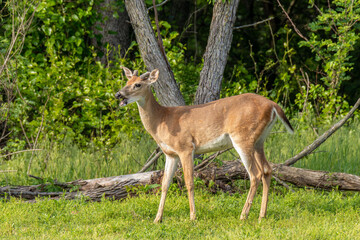 Naklejka na ściany i meble Buck standing at the edge of a field and looking.