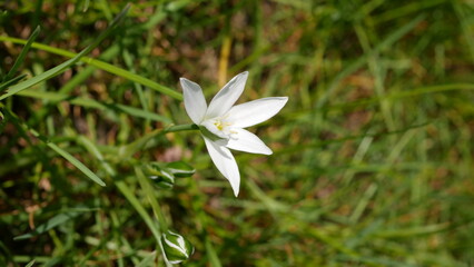 Ornithogalum umbellatum taken in spring