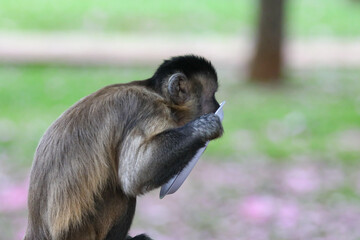 Closeup of tufted capuchin monkey (Sapajus apella), capuchin monkey into the wild in Brazil.
