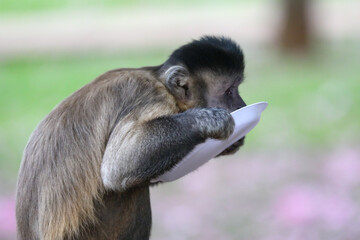 Closeup of tufted capuchin monkey (Sapajus apella), capuchin monkey into the wild in Brazil.